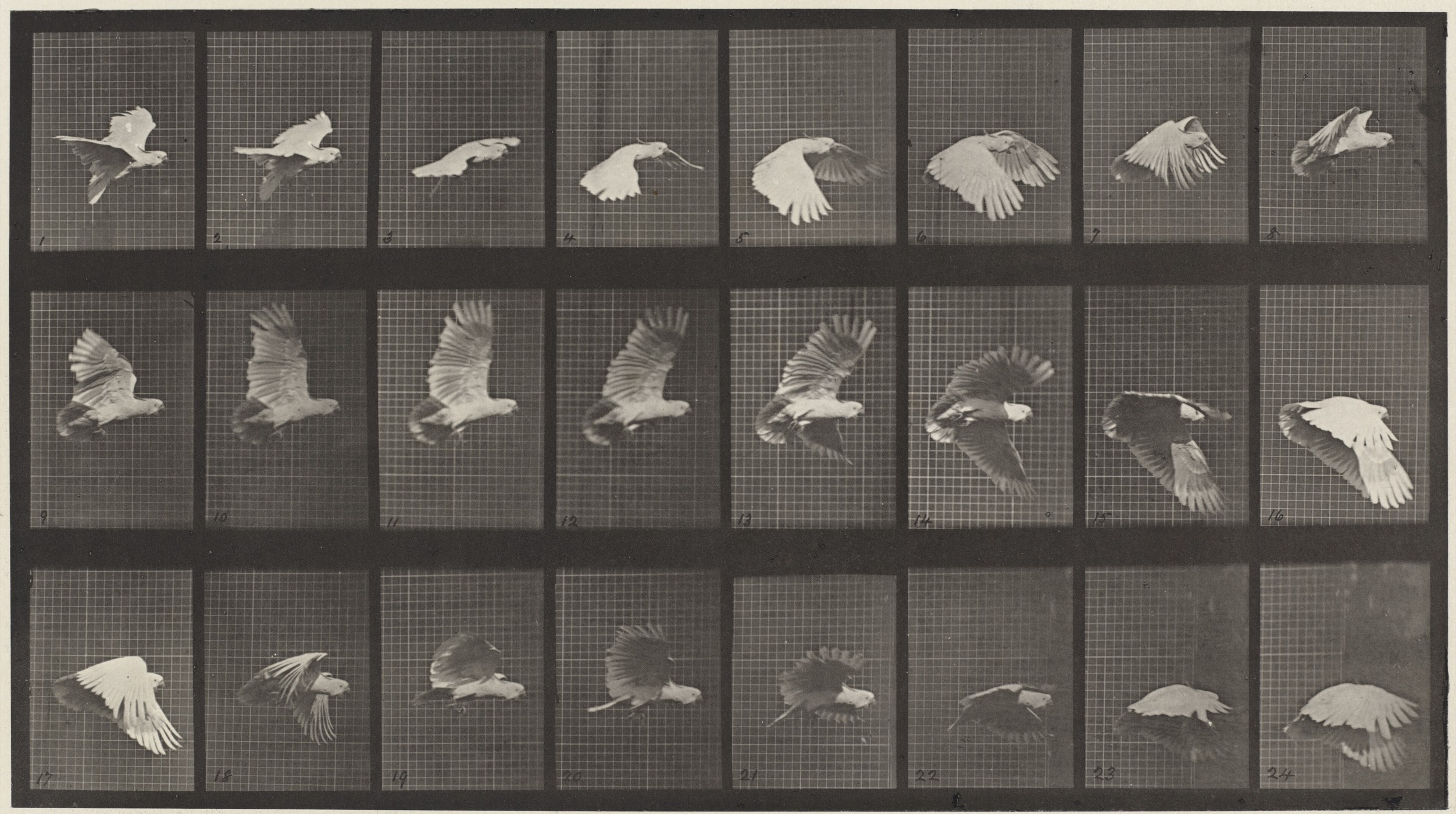 Animal Locomotion, plate 758
